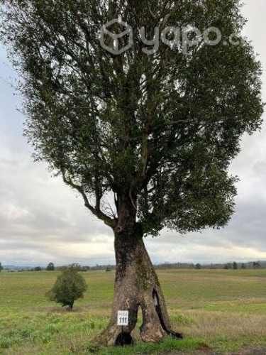 Parcelas con hermosas vistas a 15 min de Osorno