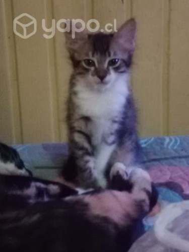 Se regala gatito en adopción