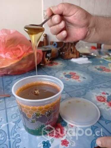 Miel de Quillay - 100% natural