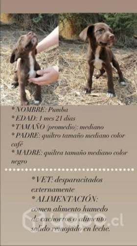 Adopcion cachorros