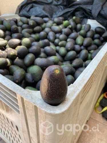 Palta Hass 1a con Extra de Exportación