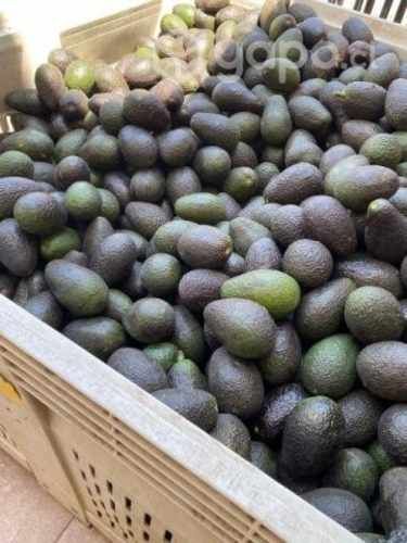 Palta Hass 1a con Extra de Exportación