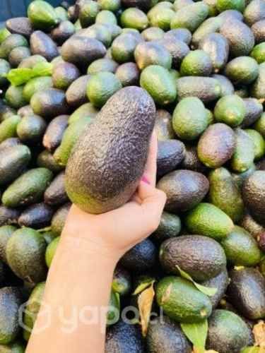Palta Hass 1a con Extra de Exportación
