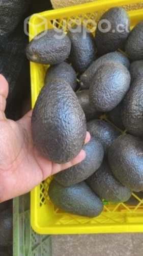 Palta Hass 1a con Extra de Exportación
