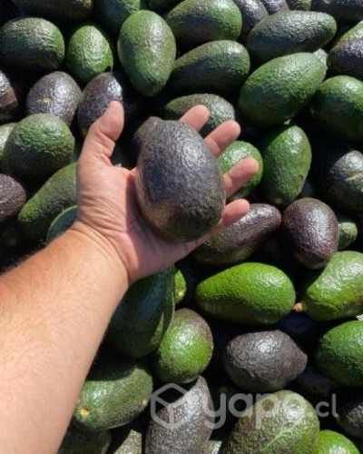 Palta Hass 1a con 2a