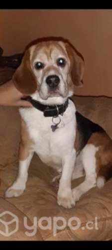 Perrito en adopción