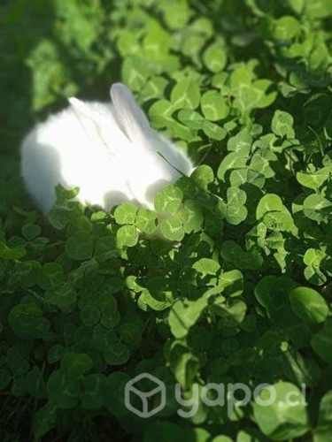Conejos chicos blancos con ojos rojos