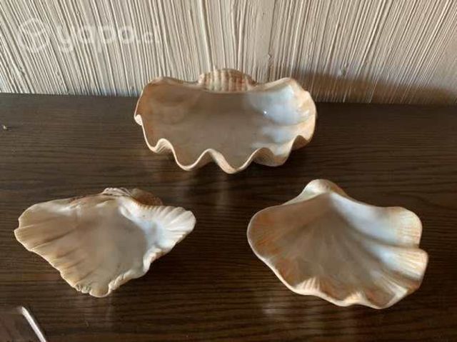 Adornos con forma de conchas