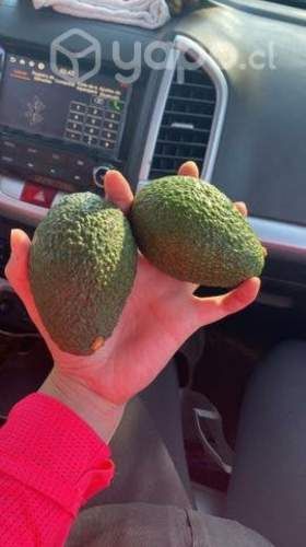 Paltas hass 3800.- el kilo