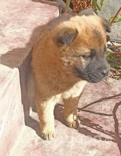 Se regalan cachorros