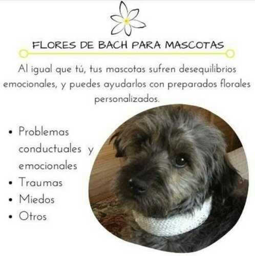 Flores de bach