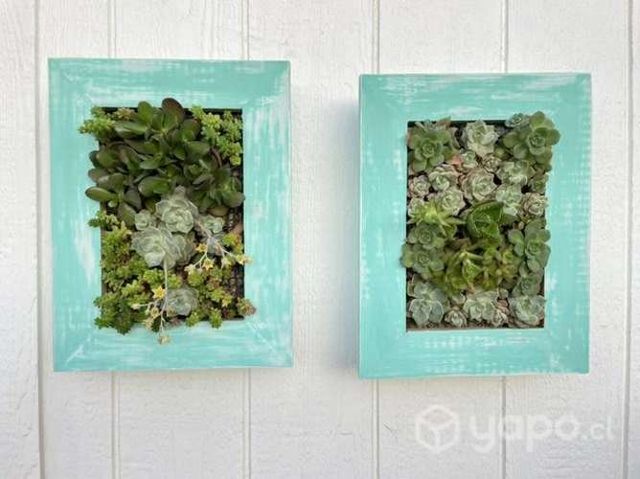 Cuadros vivos suculentas