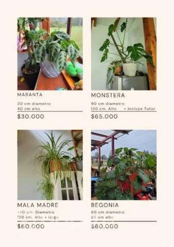 Plantas de interior GRANDES