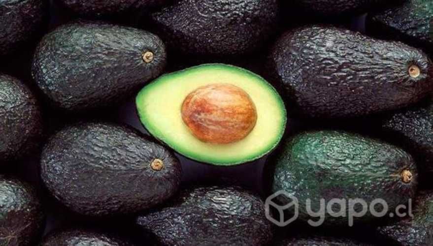Palta Hass chilena de exportación