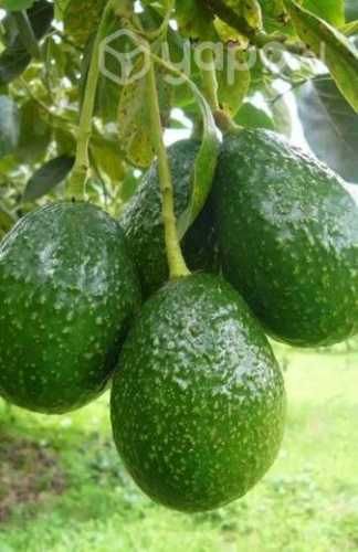 Palta Hass chilena de exportación