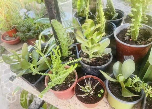 Plantitas y Suculentas
