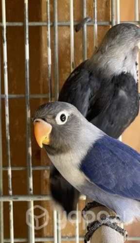 Inseparables con documentación procedencia