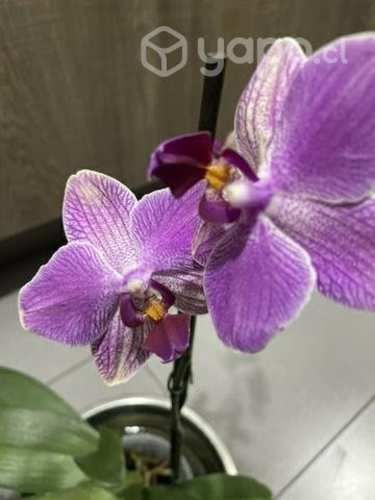 Hermosas orquídeas naturales