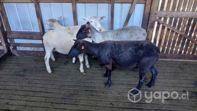 Ovejas de 1 y 2 años