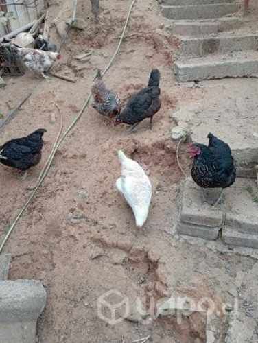 Gallinas felizes $ 5000