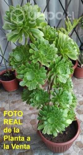 Siempreviva arbórea Ornamental Suculenta