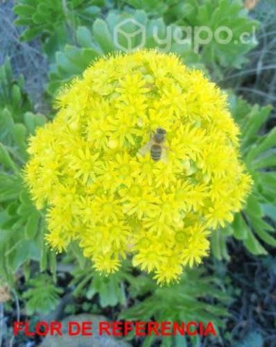 Siempreviva arbórea Ornamental Suculenta