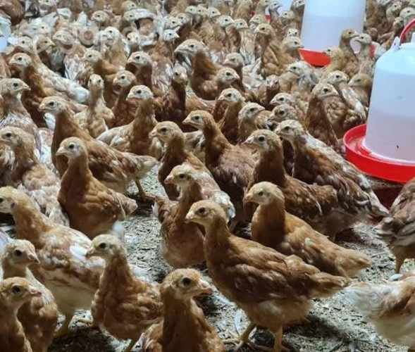 Ponedora de 8 y 10 semanas