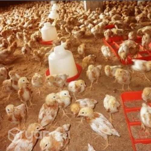 Ponedora de 4 semanas