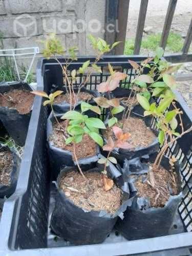 Plantas de arandanos