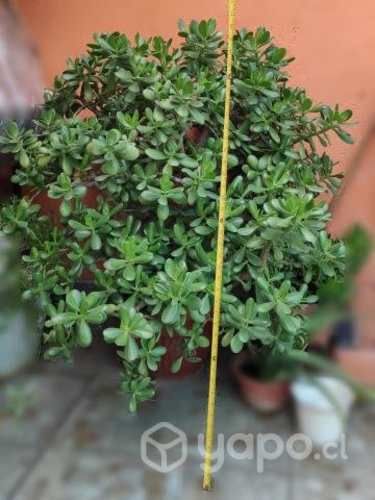 Árbol de Jade Abundancia Dinero Feng Shui 1m alto
