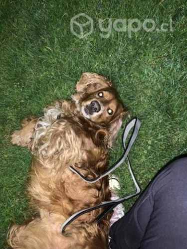 Adopción de perro cocker