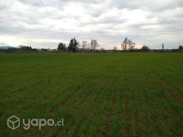 Trigo y avena s nova