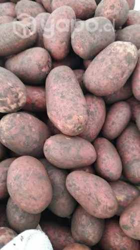 Semilla papas patagonia