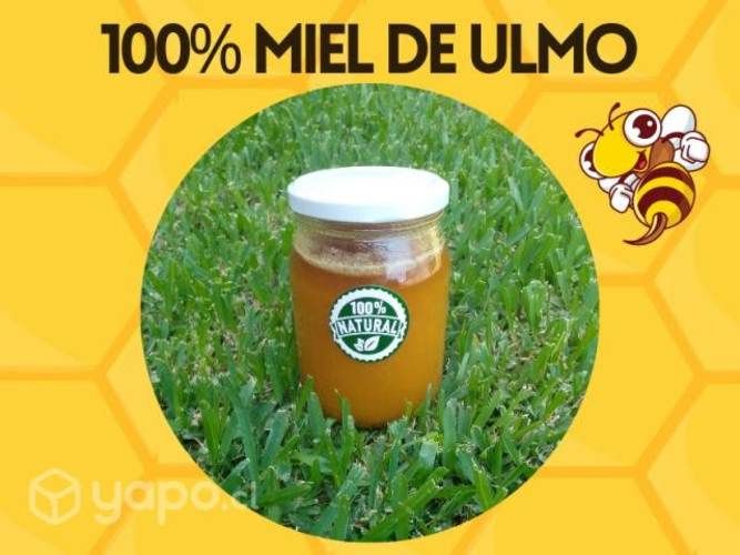 Miel de Ulmo Premium 100% Natural