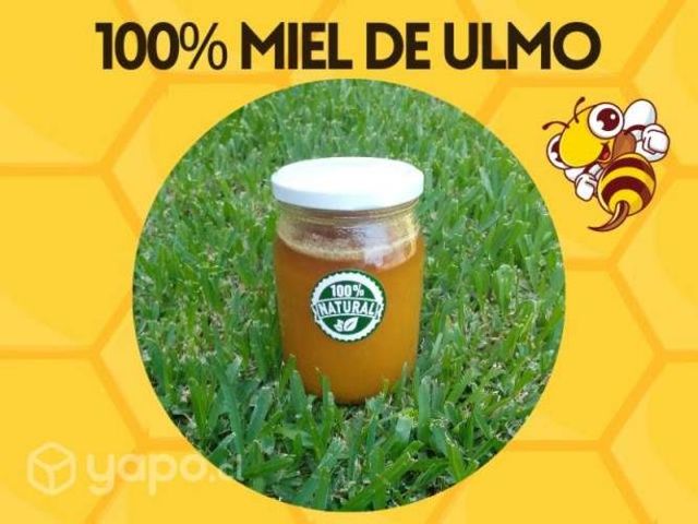 Miel de Ulmo Premium 100% Natural