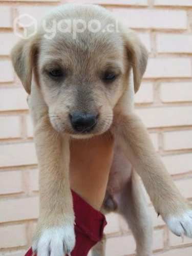 Se Regalan perritas y un perrito