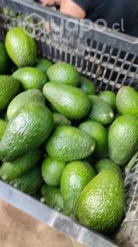 Palta hass y fuerte