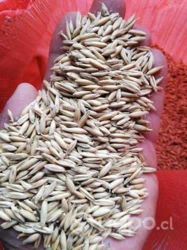Se vende avena urano