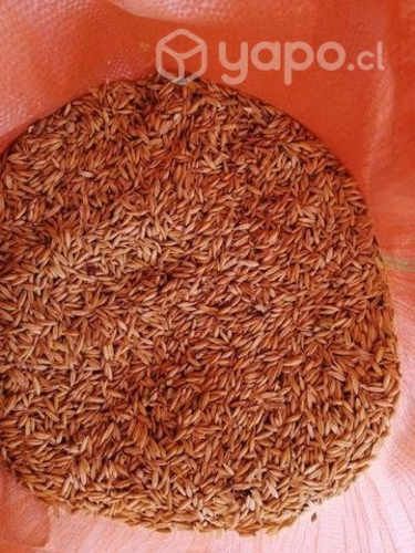 Se vende avena urano