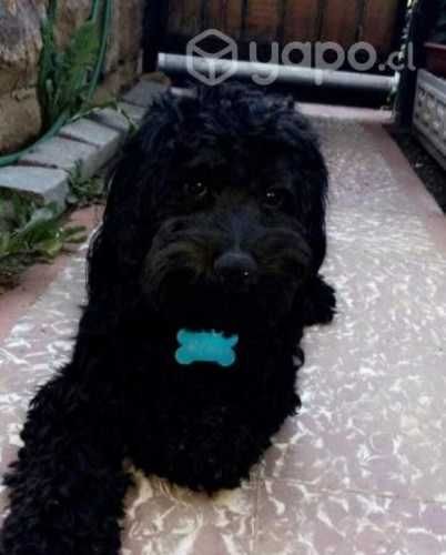 Busco novia para cruza