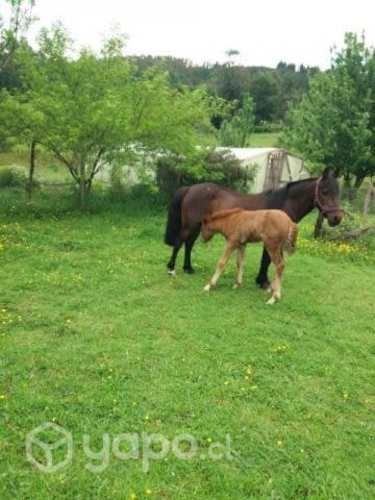 Potro, Yegua y Potrillo
