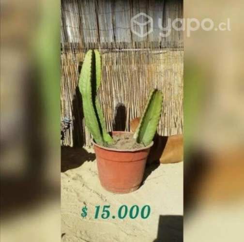 Cactus candelabro
