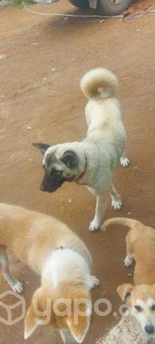 Busco novio para akita