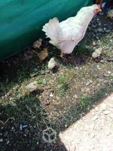 Gallinas con pollitos