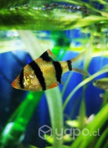 Peces , acuarios, piletas , asesoria