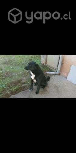 Se da adopción lindo perrito labrador