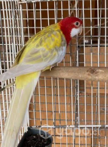 Rosella eximius multicolor Lutino rubina doc sag