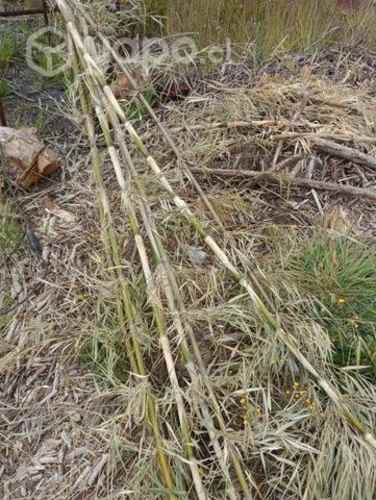 Tutores de Colihue en 2 mts