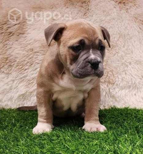 American bully Athenea Bulls®