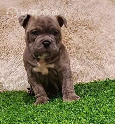 American bully Athenea Bulls®